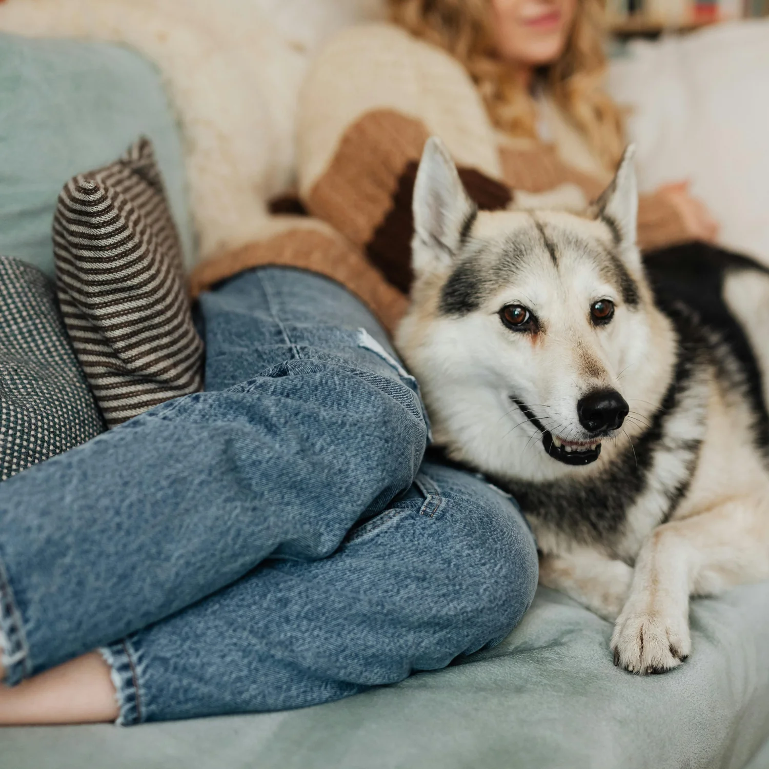 Dog relaxing at home beside a renter on a sofa
