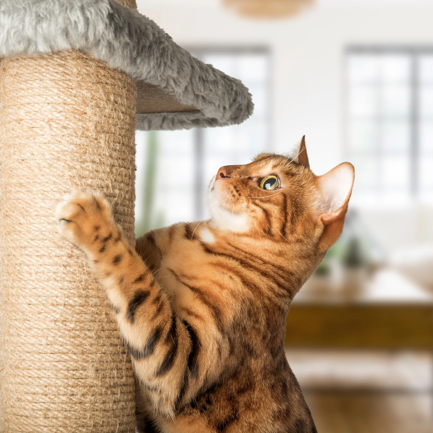 Tabby cat using a scratching post inside a home