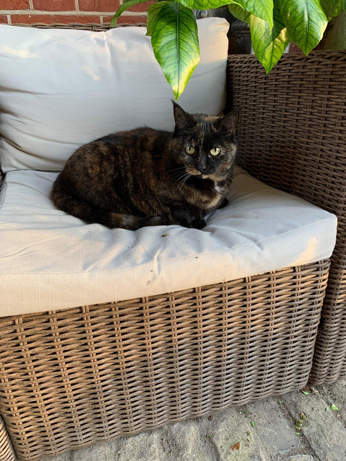 A tortoiseshell cat sitting on a white outdoor cushion beneath green leaves.