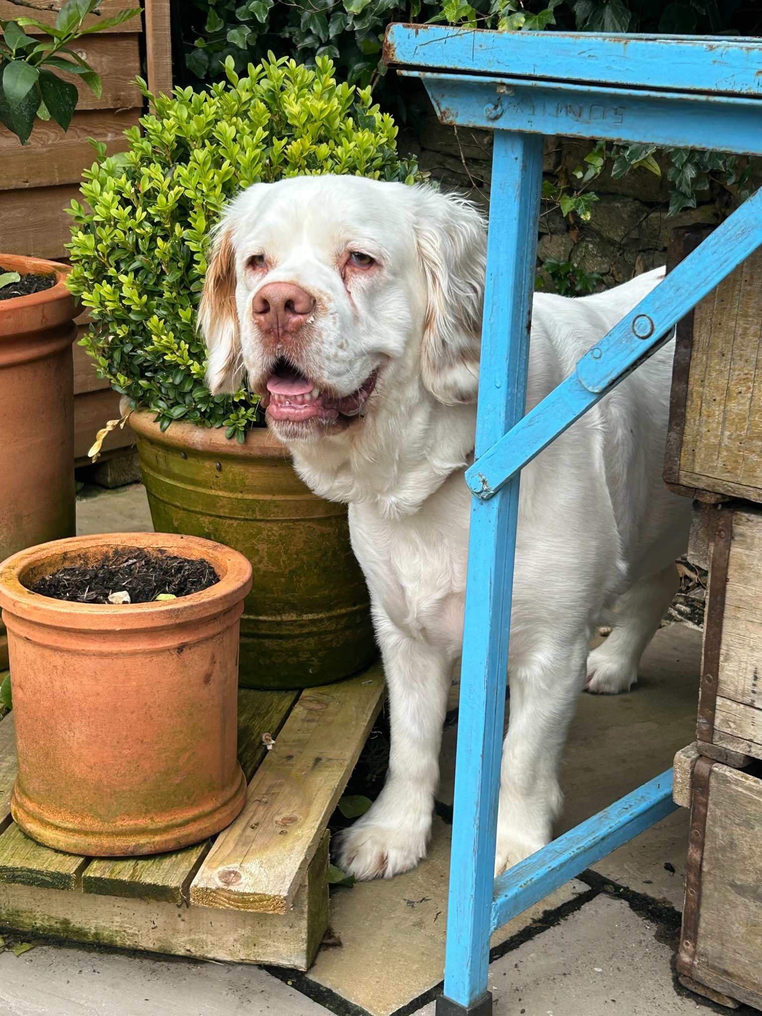 A white dog standing in a garden beside plant pots and a blue wooden table.
