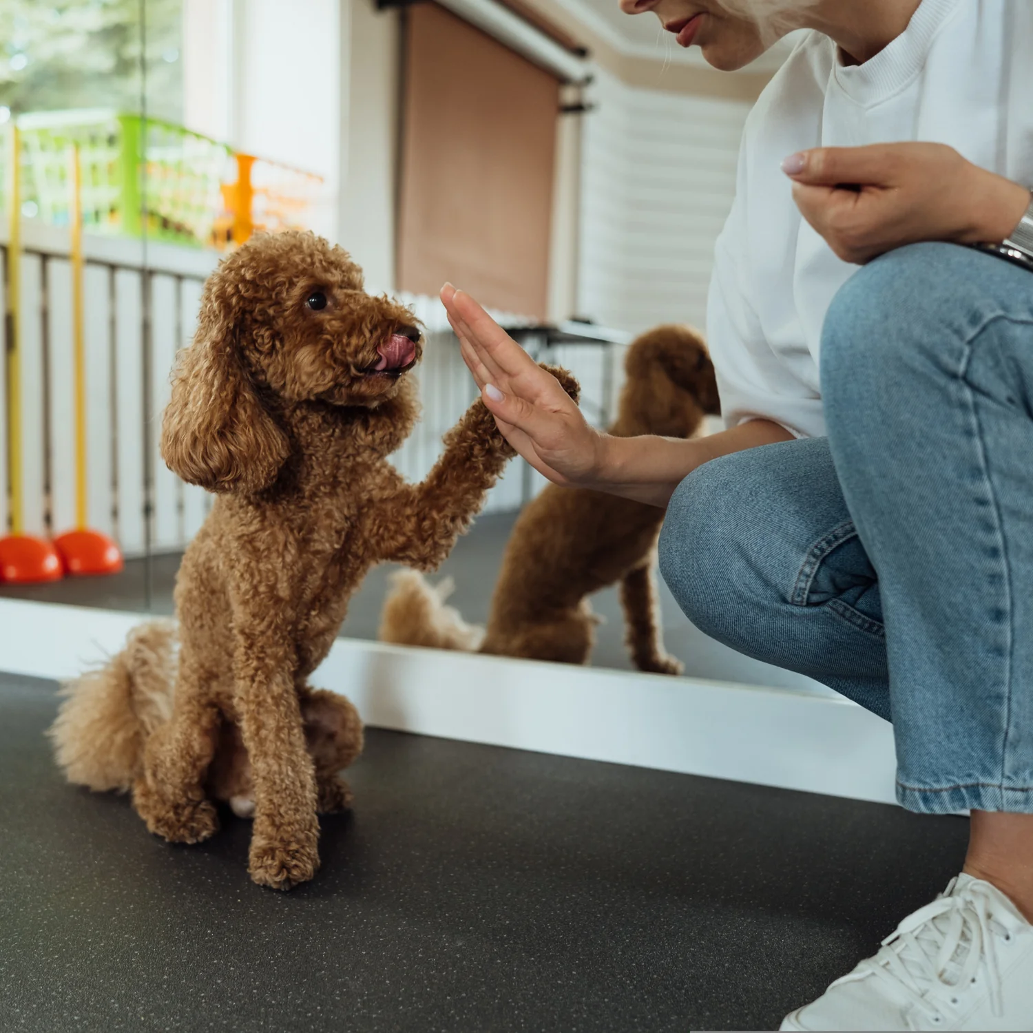 Small dog giving its owner a paw during training at home