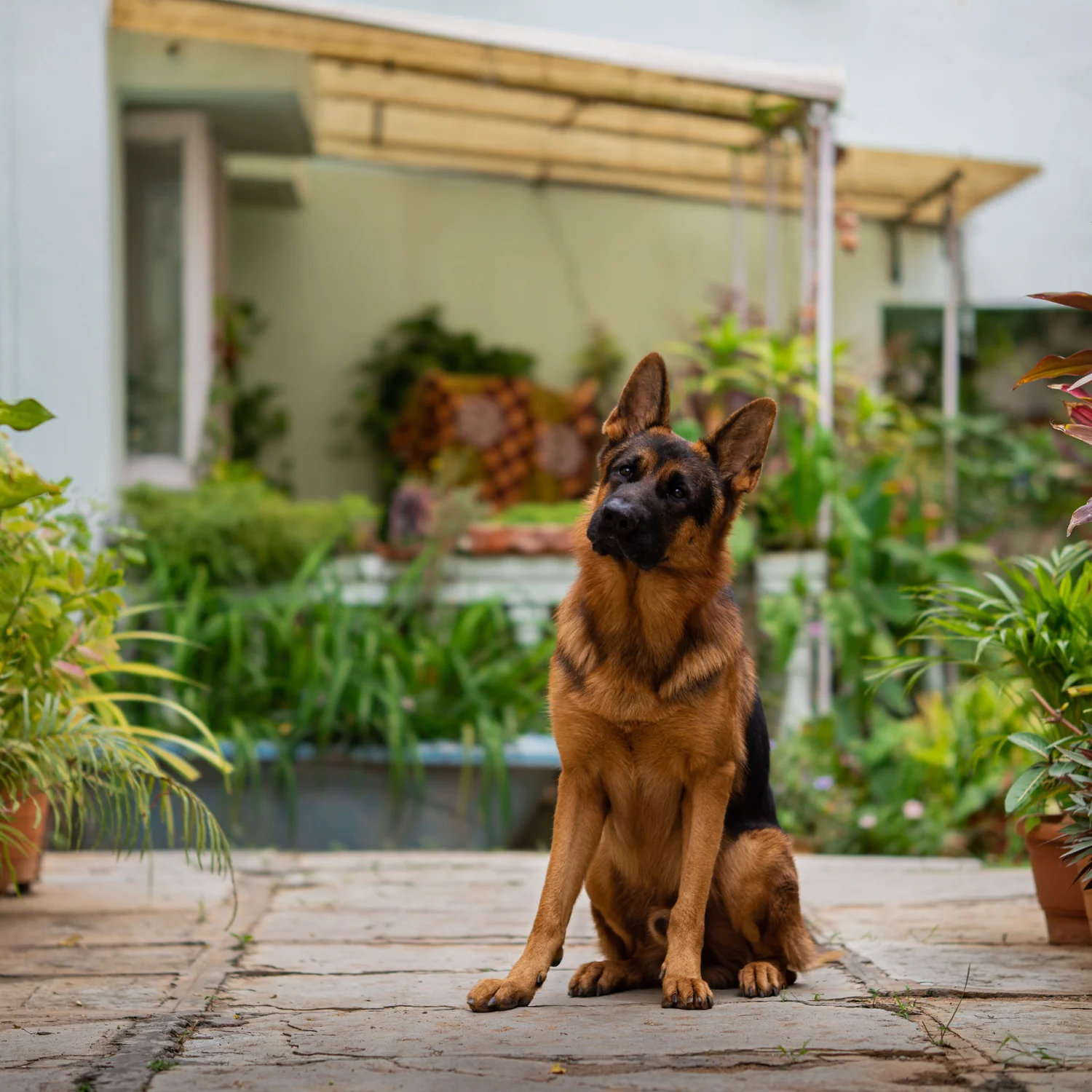German Shepherd sitting outside a home with a garden