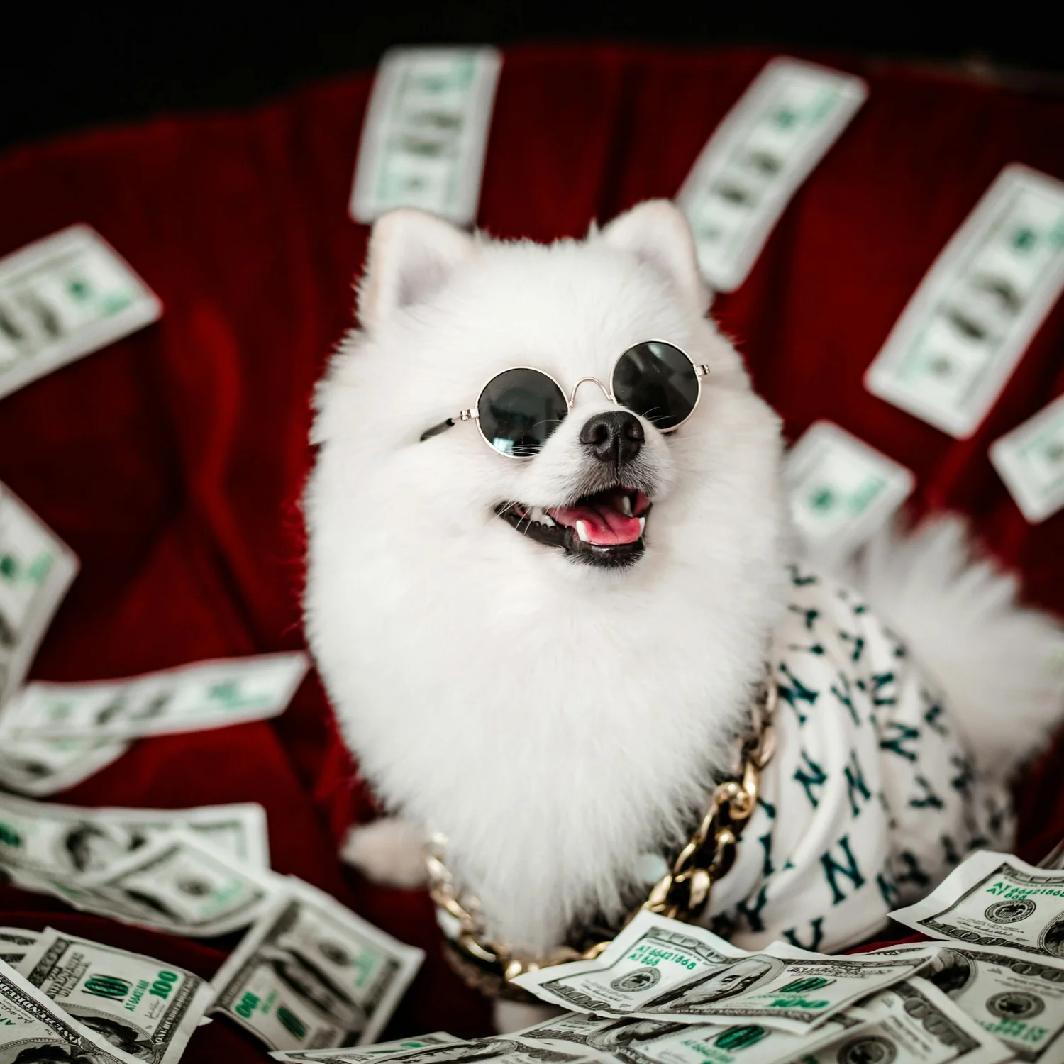 Small dog sitting among banknotes to illustrate rental costs